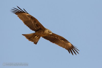 Black Kite (Milvus migrans)