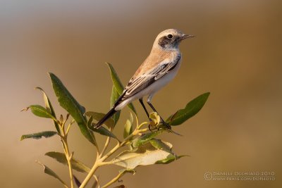 Desert Wheatear (Oenanthe deserti)