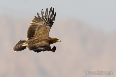 Lesser Spotted Eagle (Aquila pomarina)