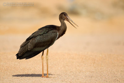 Black Stork (Ciconia nigra)