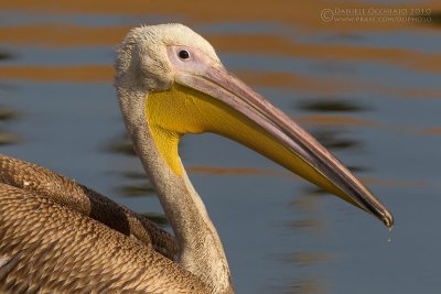 White Pelican (Pelecanus onocrotalus)