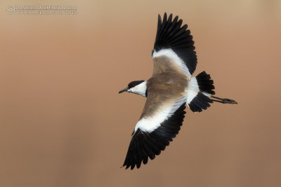 Spur-winged Lapwing (Pavoncella spinosa)