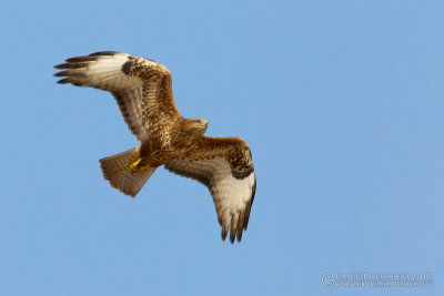 Steppe Buzzard (Buteo buteo ssp vulpinus)