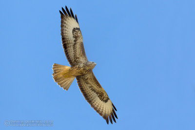 Steppe Buzzard (Buteo buteo ssp vulpinus)