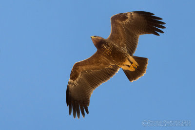 Lesser Spotted Eagle (Aquila pomarina)