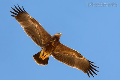 Lesser Spotted Eagle (Aquila pomarina)