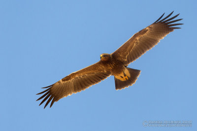 Lesser Spotted Eagle (Aquila pomarina)