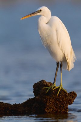 Western Reef Heron (Egretta gularis ssp schistacea)