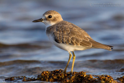 Greater Sand Plover (Charadrius leschenaultii)