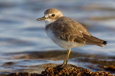 Greater Sand Plover (Charadrius leschenaultii)