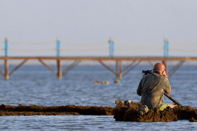 Daniele Occhiato - Last photos of the trip: Greater Sand Plover ...