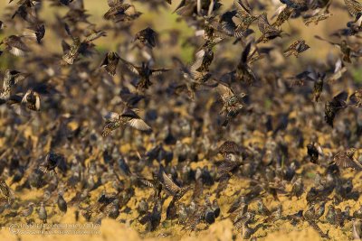 Common Starling (Sturnus vulgaris)