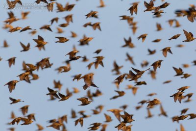 Common Starling (Sturnus vulgaris)