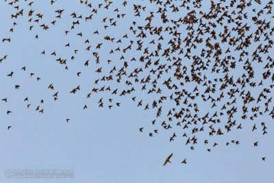 Hobby (Falco subbuteo) and Common Starling (Sturnus vulgaris)