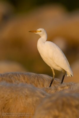 Cattle Egret (Bubulcus ibis)