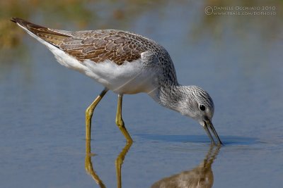 Greenshank (Tringa nebularia)