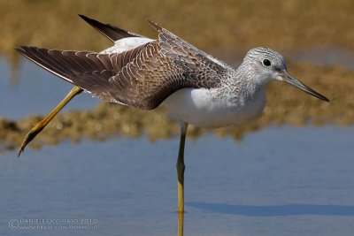 Greenshank (Tringa nebularia)