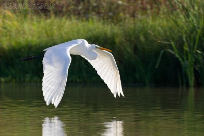 Great White Egret (Casmerodius albus)