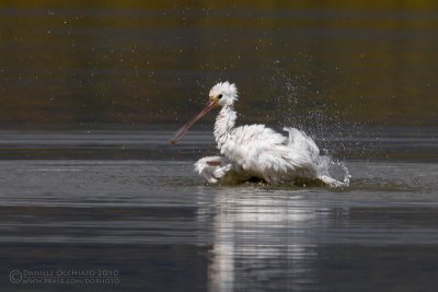 Spoonbill (Platalea leucorodia)