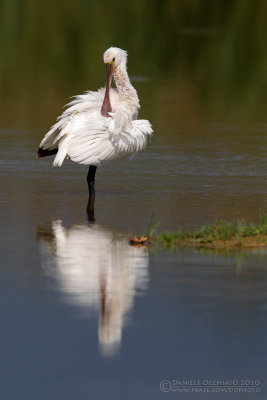 Spoonbill (Platalea leucorodia)