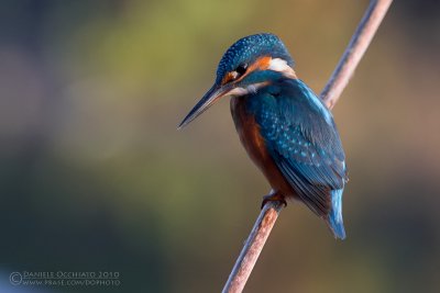 Kingfisher (Alcedo atthis)