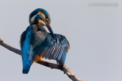 Kingfisher (Alcedo atthis)