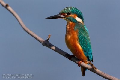 Kingfisher (Alcedo atthis)