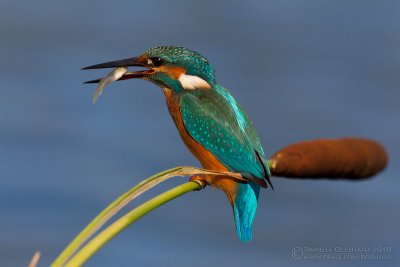 Kingfisher (Alcedo atthis)