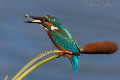 Kingfisher (Alcedo atthis)