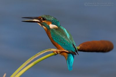 Kingfisher (Alcedo atthis)