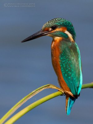 Kingfisher (Alcedo atthis)