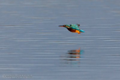 Kingfisher (Alcedo atthis)