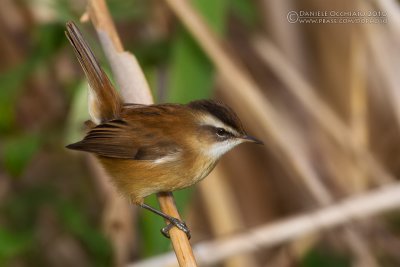 Moustached Warbler (Acrocephalus melanopogon)