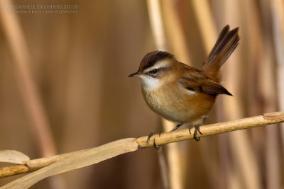 Moustached Warbler (Acrocephalus melanopogon)