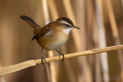 Moustached Warbler (Acrocephalus melanopogon)