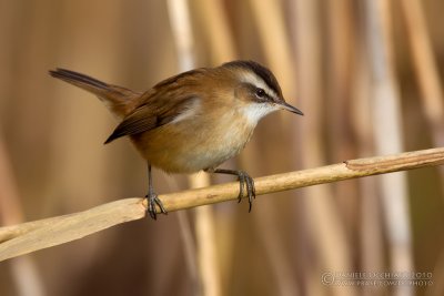 Moustached Warbler (Acrocephalus melanopogon)