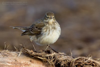 Water Pipit (Anthus spinoletta)