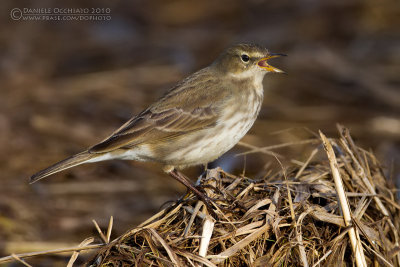 Water Pipit (Anthus spinoletta)