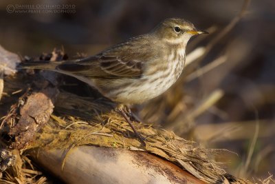 Water Pipit (Anthus spinoletta)