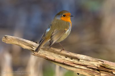 Robin (Erithacus rubecula)