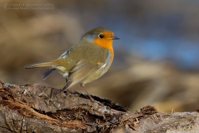 Robin (Erithacus rubecula)