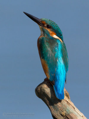 Kingfisher (Alcedo atthis)