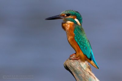 Kingfisher (Alcedo atthis)