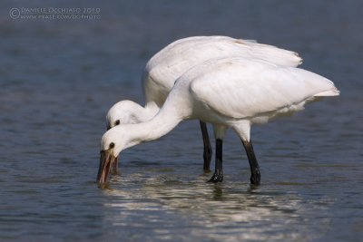 Spoonbill (Platalea leucorodia)