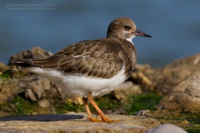 Ruddy Turnstone (Arenaria interpres)