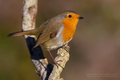 Robin (Erithacus rubecula)