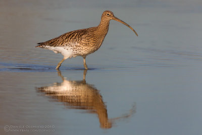 Eurasian Curlew (Numenius arquata)