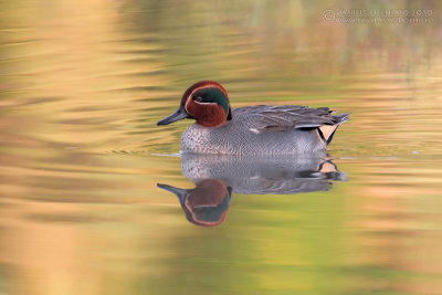 Common Teal (Anas crecca)