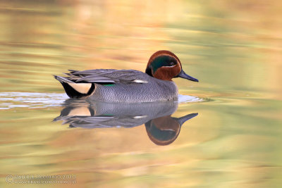 Common Teal (Anas crecca)