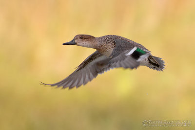 Common Teal (Anas crecca)